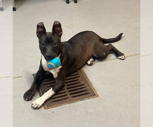 Medium Photo #1 American Staffordshire Terrier-Unknown Mix Puppy For Sale in New Oxford , PA, USA