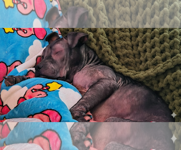 Medium Photo #4 Staffordshire Bull Terrier-Unknown Mix Puppy For Sale in Princeton, MN, USA