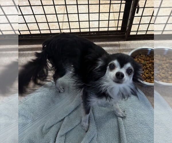 Medium Photo #1 Chihuahua Puppy For Sale in Osgood, IN, USA