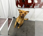 Small #1 American Pit Bull Terrier Mix