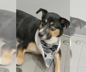Basset Hound-Unknown Mix Dogs for adoption in Princeton, MN, USA