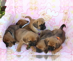 Small Photo #4 Puggle Puppy For Sale in CHARLOTT HALL, MD, USA