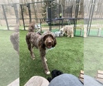 Small Photo #1 Australian Labradoodle Puppy For Sale in CANFIELD, OH, USA