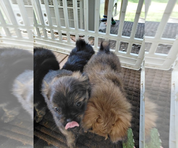Medium Photo #3 Yoranian Puppy For Sale in MORROW, OH, USA