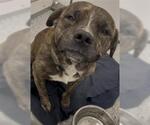 Small #1 American Pit Bull Terrier