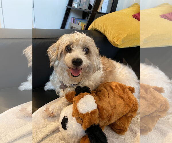 Medium Photo #3 Lhasa-Poo Puppy For Sale in Monkton, MD, USA