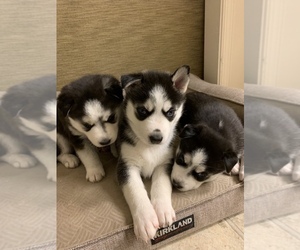 Siberian Husky Puppy for sale in PROVIDENCE FORGE, VA, USA