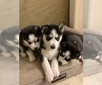 Small Photo #1 Siberian Husky Puppy For Sale in PROVIDENCE FORGE, VA, USA