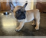 Puppy 2 French Bulldog