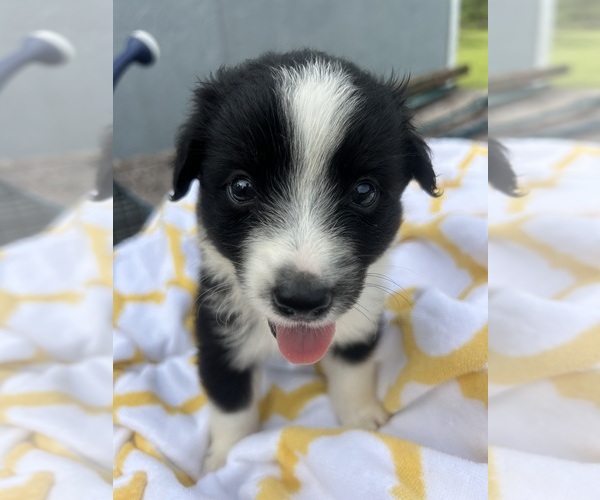 Medium Photo #1 Miniature Australian Shepherd Puppy For Sale in BUSH, LA, USA