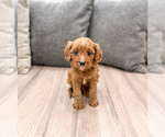Puppy Jaq Cavapoo (Miniature)