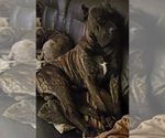 Small Photo #1 Cane Corso Puppy For Sale in NUNICA, MI, USA