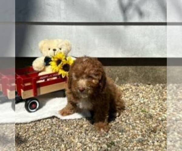 Medium Photo #1 Cavapoo Puppy For Sale in ARTHUR, IL, USA