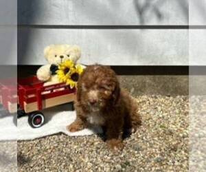 Cavapoo Puppy for sale in ARTHUR, IL, USA