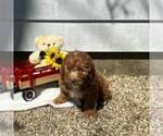 Small Cavapoo