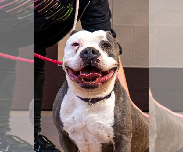 Medium Photo #8 American Staffordshire Terrier-Unknown Mix Puppy For Sale in Lake Forest, CA, USA