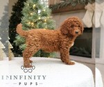 Small #1 Goldendoodle (Miniature)