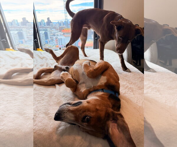 Medium Photo #6 Mutt Puppy For Sale in Aurora, CO, USA