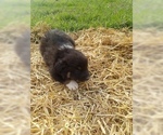 Small Photo #20 Australian Shepherd Puppy For Sale in LEWISBURG, TN, USA