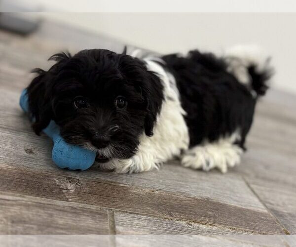 Medium Photo #1 Havanese Puppy For Sale in INDIANAPOLIS, IN, USA
