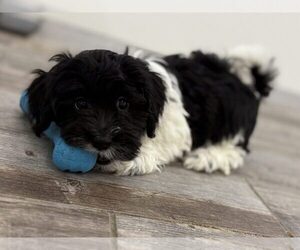 Havanese Puppy for sale in INDIANAPOLIS, IN, USA