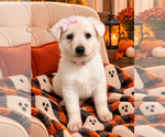 Litter of 3 - Female German Shepherd DogLitter of Puppies for Sale - Small photo