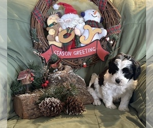 Medium Doodle-Shih Tzu Mix