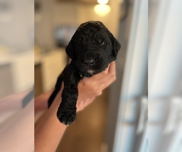 Medium Photo #9 English Springer Spaniel-Labradoodle Mix Puppy For Sale in THE DALLES, OR, USA