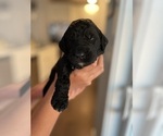 Small Photo #9 English Springer Spaniel-Labradoodle Mix Puppy For Sale in THE DALLES, OR, USA
