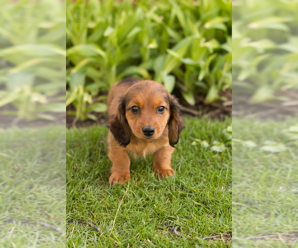Medium Photo #2 Dachshund Puppy For Sale in WAKARUSA, IN, USA