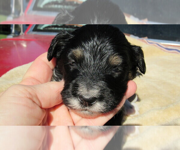 Medium Photo #3 Bernedoodle Puppy For Sale in BIG ROCK, IL, USA