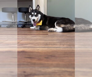 Markus - Male Siberian Husky Dog for Adoption - Photo #4