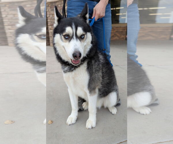 Medium Photo #2 - Mix Puppy For Sale in Queen Creek, AZ, USA