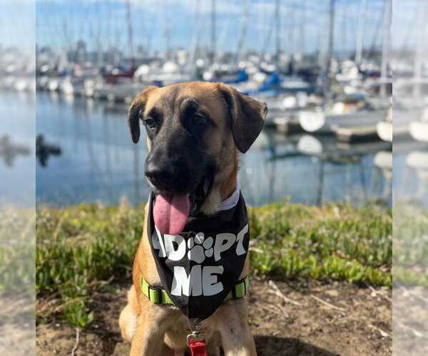 Medium Photo #1 Black Mouth Cur-Unknown Mix Puppy For Sale in Alameda, CA, USA