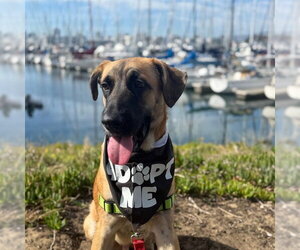 Black Mouth Cur-Unknown Mix Dogs for adoption in Alameda, CA, USA