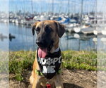 Small Black Mouth Cur Mix