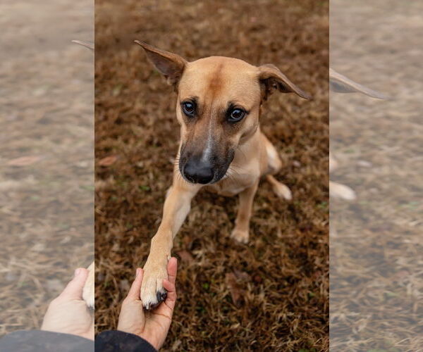 Medium Photo #4 Mutt Puppy For Sale in Cary, NC, USA