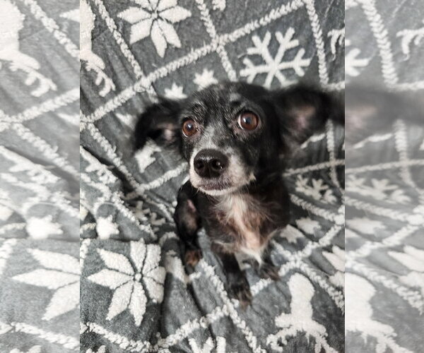 Medium Photo #3 Chihuahua-Unknown Mix Puppy For Sale in Missouri City, TX, USA