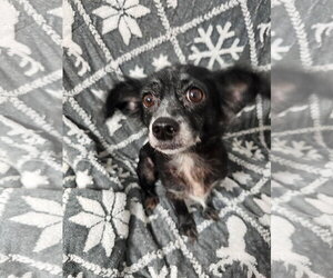 Trixiana - Female Chihuahua-Unknown Mix Dog for Adoption - Photo #3