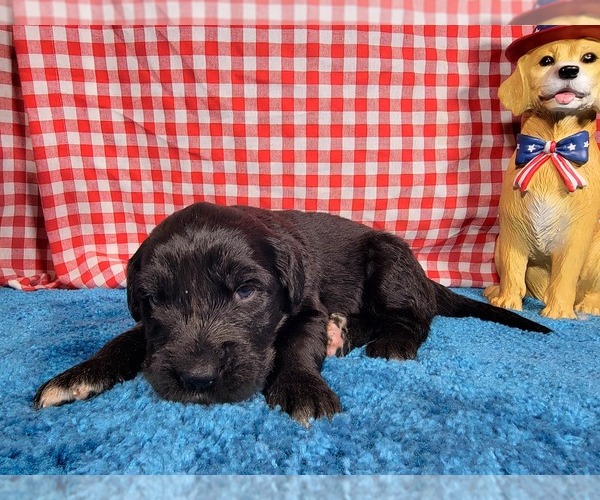 Medium Photo #81 Golden Mountain Dog Puppy For Sale in BLACK FOREST, CO, USA