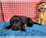 Small Photo #81 Golden Mountain Dog Puppy For Sale in BLACK FOREST, CO, USA