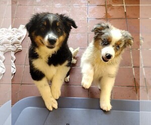 Australian Shepherd Litter for sale in LA MIRADA, CA, USA