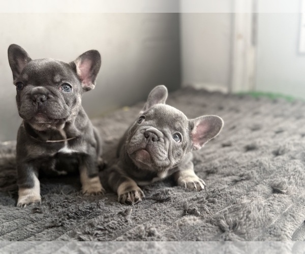Medium Photo #3 French Bulldog Puppy For Sale in SUMMERVILLE, SC, USA