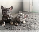 Small #2 French Bulldog