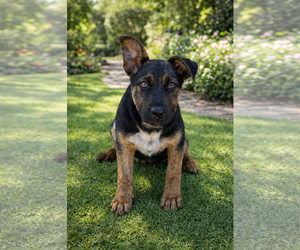 Mutt Dogs for adoption in Menifee, CA, USA