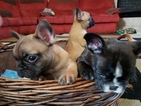 Small Photo #2 French Bulldog Puppy For Sale in MANTECA, CA, USA
