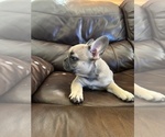 Small #9 French Bulldog