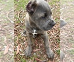 Small Photo #14 Cane Corso Puppy For Sale in OCEANSIDE, CA, USA