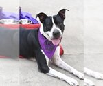 Small American Pit Bull Terrier Mix