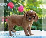 Small #3 Cavalier King Charles Spaniel